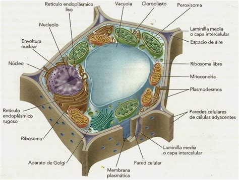 Citolog A Vegetal La Citolog A O Biolog A Celular Es La Rama De La