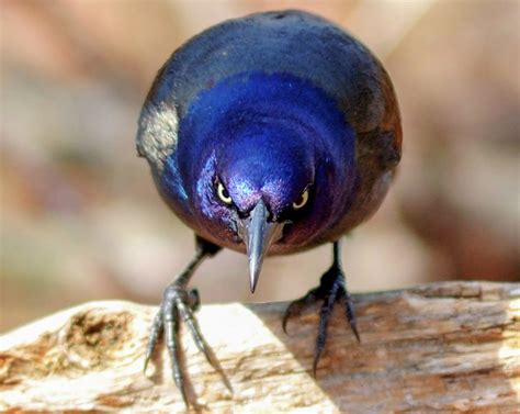 Common Grackle | Audubon Field Guide