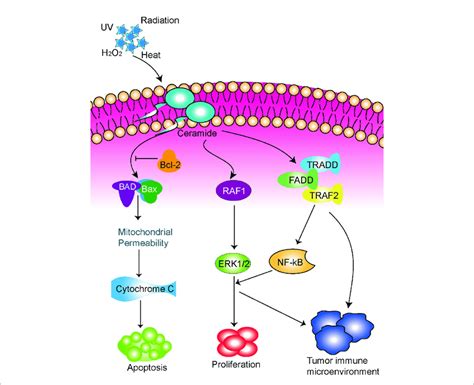 Schematic Diagram Of The Potential Functions Of The Ceramide Pathway