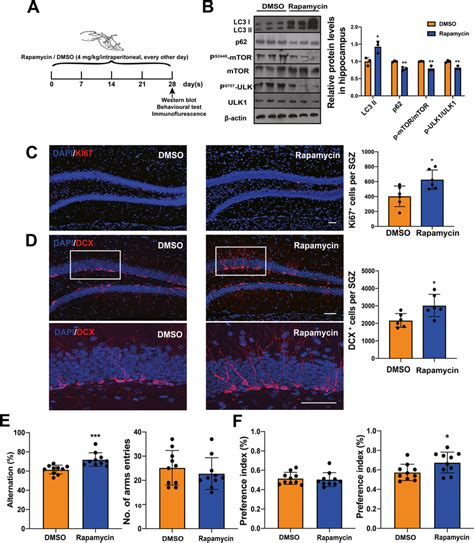 Rapamycin Improved Hippocampus Neurogenesis And Cognitive Capability Of