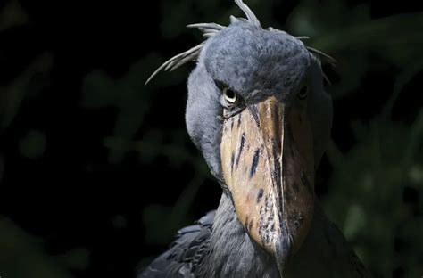 Shoebill Filming In Uganda Safari Vacations Travel Services