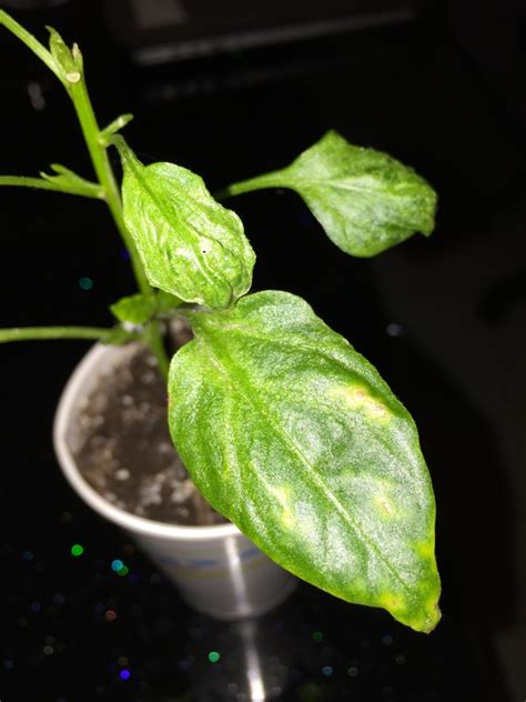 Pepper Bell Pepper Leaves Turning Yellow And Curling