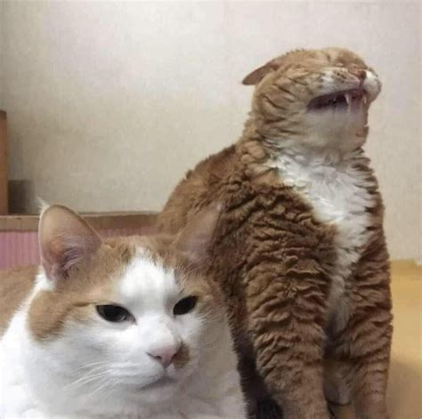 Disgusted cat Blank Template - Imgflip