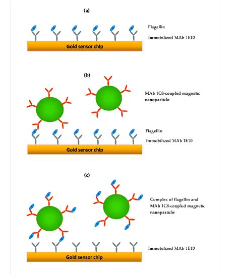 Illustrations Of Three Different Spr Assay Formats A Direct Download Scientific Diagram