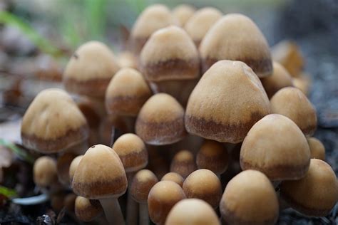 Champignons Les Plantes Champignon Photo Gratuite Sur Pixabay Pixabay