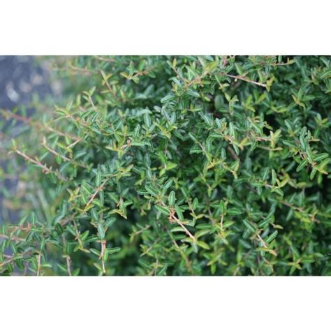 4 5 In Quart Juke Box XPyracomeles Live Plant Green Evergreen Foliage