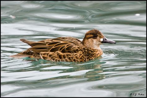 Baikal Teal Page