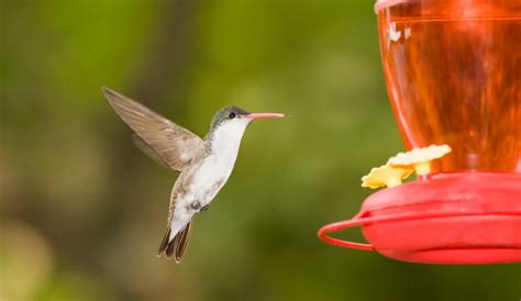 9 Best Hummingbird Feeders For Your Backyard - Backyard Boss