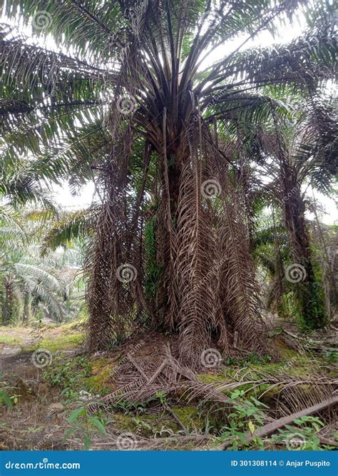 Oil Palm Trees that are Not Maintained Result in less Than Optimal