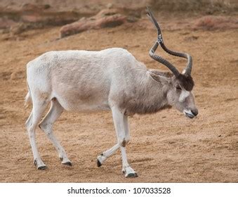 Spiralhorned Antelope Wildlife Africa Strepsicerotini Stock Photo ...