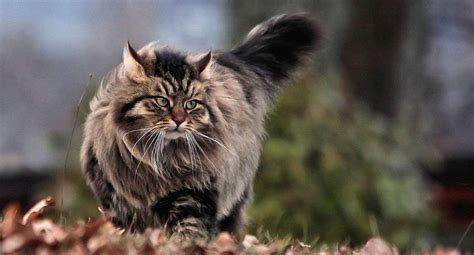 Siberian Cat: Breed Information & Characteristics | Pet Reader