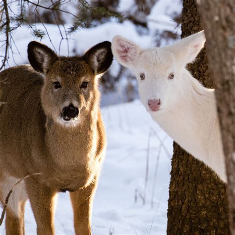 Setting The Record Straight On Albino Deer Cottage Life