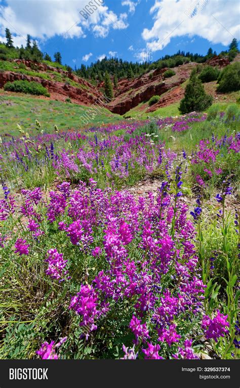 Alpine Wildflowers Image & Photo (Free Trial) | Bigstock