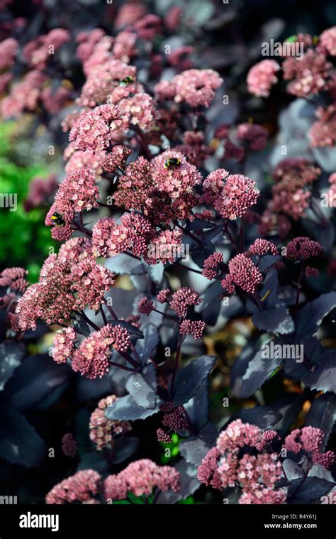 Sedum Telephium Hylotelephium Telephiumempereur Pourpre Atropurpureum