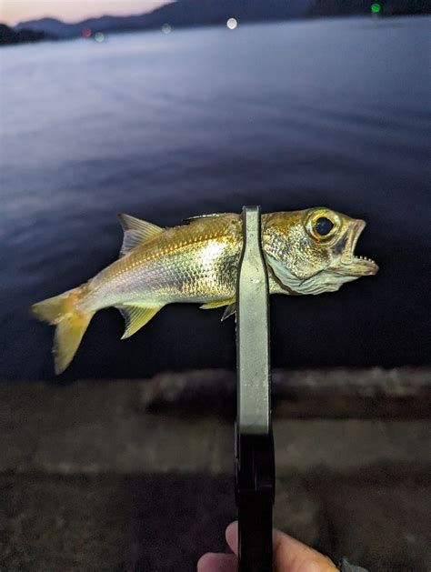 陸っぱり釣行記 三重県 国崎 アジング アジ 陸っぱり 釣り・魚釣り 釣果情報サイト カンパリ