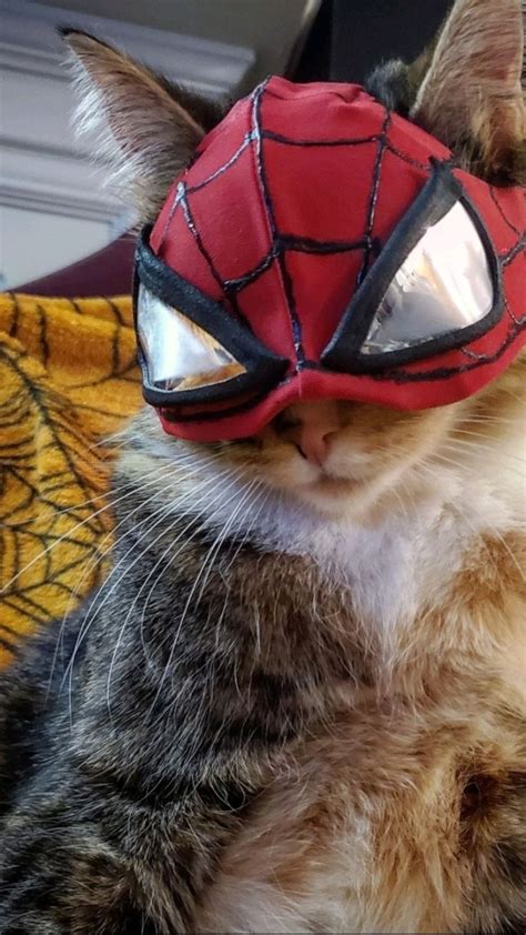 Cat In Spiderman Costume Cat Cosplay Cat In Costumes Cats Dressed