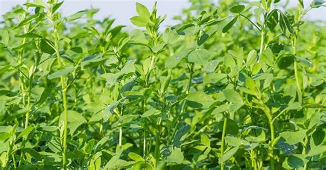 Aumenta tu cosecha de alfalfa con el método de siembra al voleo