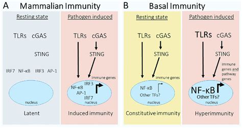 Mammalian And Basal Innate Immune Signaling Via Nf B A In A