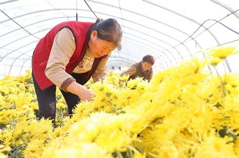 河北宁晋：种下“金丝菊” 开出“致富花”央广网