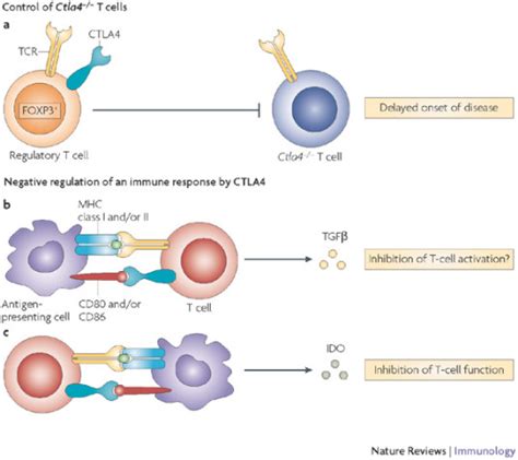 Immunoterapia Oncologica Vanda Integrative Medicine