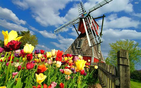 Windmill And Tulips Hd Wallpaper Colorful Dutch Windmill Scene