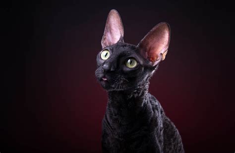 Cornish Rex Breed Profile Cat World