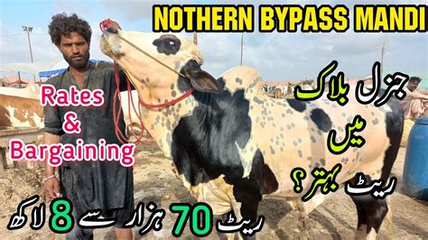 Nothern Bypass Mandi Latest Rate And Bargaining Latest Update Bakra