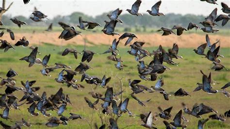 South Texas Dove Hunting