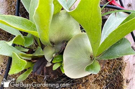 Staghorn Fern Care Guide How To Grow Platycerium Bifurcatum