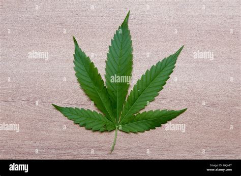 Hoja de cannabis fotografías e imágenes de alta resolución Alamy