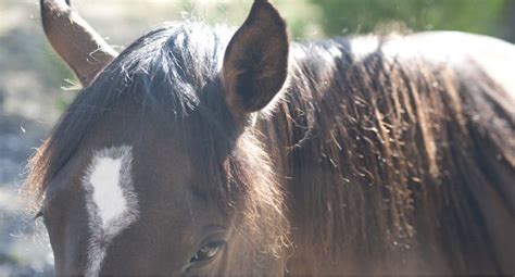 10 Facts You Never Knew About Horses