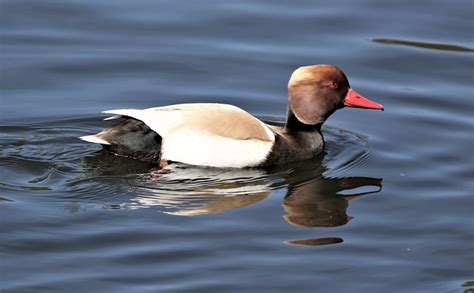 Fuligule Rousse Oiseau Photo Gratuite Sur Pixabay Pixabay