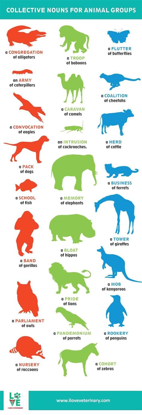 Collective nouns for animals poster - casualfiko