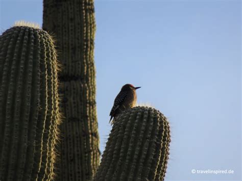 Saguaro Nationalpark Faszinierende Riesenkakteen Travelinspired