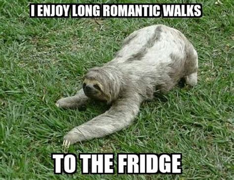 The Best Sloth Memes