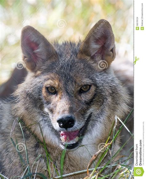 Golden Jackal Canis Aureus Stock Photo Image Of Europe Carnivore