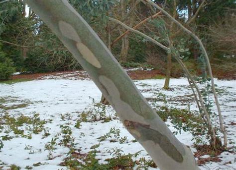 Photos of Eucalyptus pauciflora ssp. niphophila