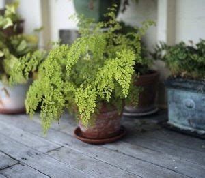 5 Cara Merawat Tanaman Hias Daun Suplir IlmuBudidaya