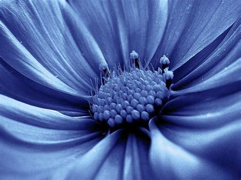 Cerulean Blue Cosmos Flowers Shades Of Blue Summer Flowers