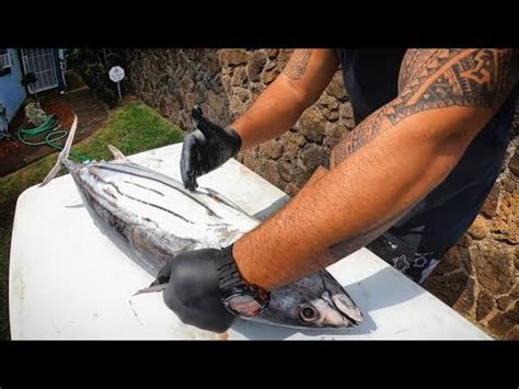 Skipjack Tuna Aku Prep N Cook Youtube