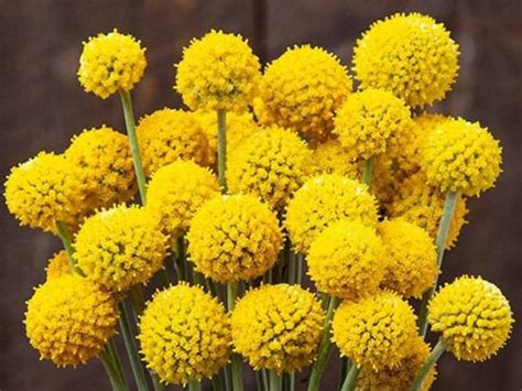 15 Drumstick Flower Seeds Etsy