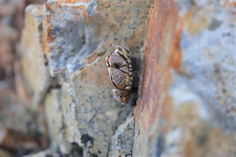 A Genus of Barnacles in Family Balanidae Crustacea Stock Image - Image of nature, life: 126911139