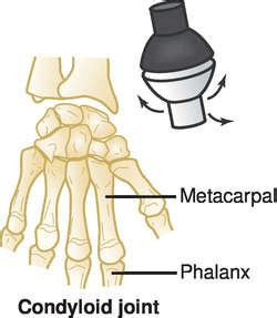 Condyloid Joint