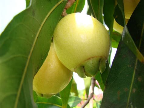 Syzygium Jambos Images Useful Tropical Plants