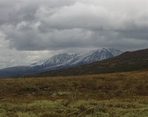 Alpine tundra | Wiki | Everipedia