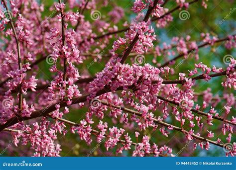 Eastern Redbud Seed Pods Cercis Canadensis Stock Photo