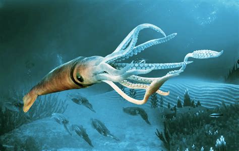 Scientists discover a new species of giant squid deep in the Pacific ...