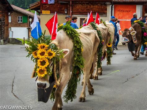 It's a Cow Parade! | A Traveling Gardener