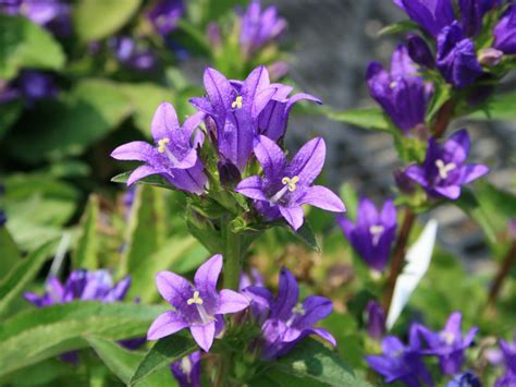 Kn Uel Glockenblume Acaulis Campanula Glomerata Acaulis