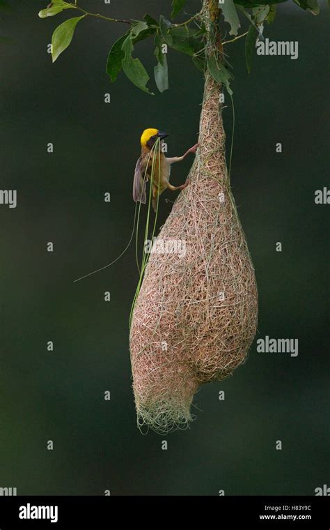 Baya Weaver Ploceus Philippinus Male With Nest Material Stock Photo